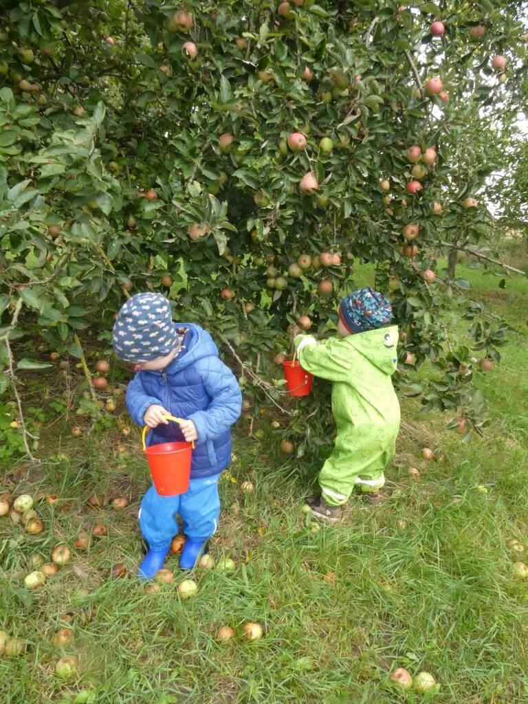 Zwei Kinder pflücken Äpfel neben einem Apfelbaum und sammeln sie in Eimer auf einer Wiese.