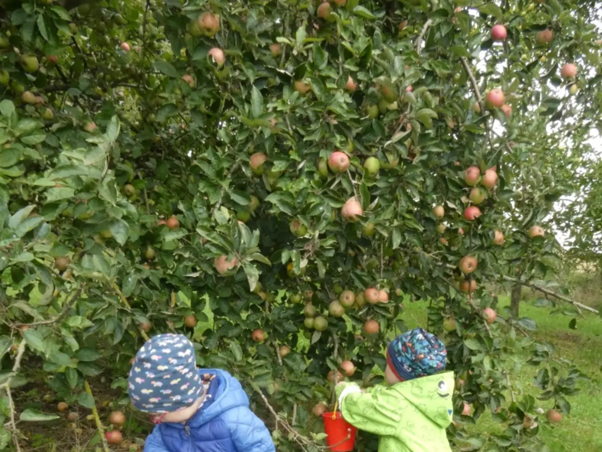 Zwei Kinder pflücken Äpfel neben einem Apfelbaum und sammeln sie in Eimer auf einer Wiese.