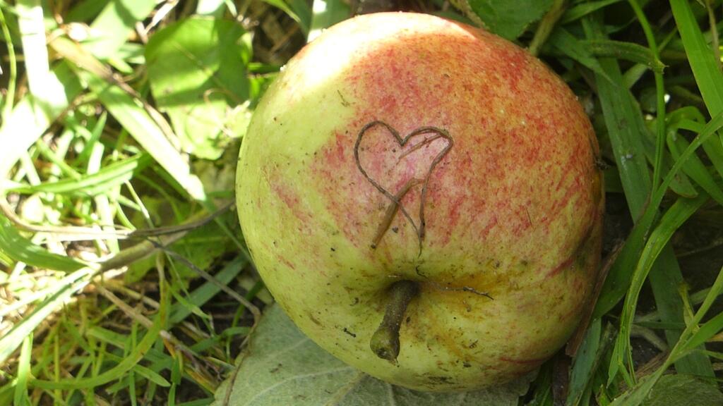 Rotgrüner Apfel auf dem Boden, mit einem Herzsymbol in die Schale geritzt.