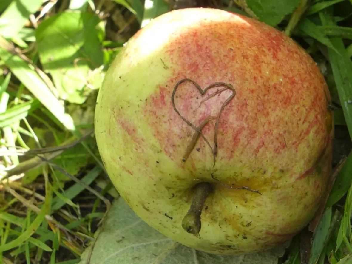 Rotgrüner Apfel auf dem Boden, mit einem Herzsymbol in die Schale geritzt.