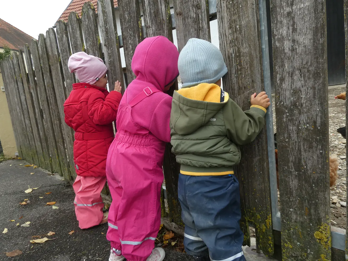 Drei neugierige Kinder in warmer Kleidung schauen durch einen Holzzaun zu Hühnern auf einem Bauernhof.