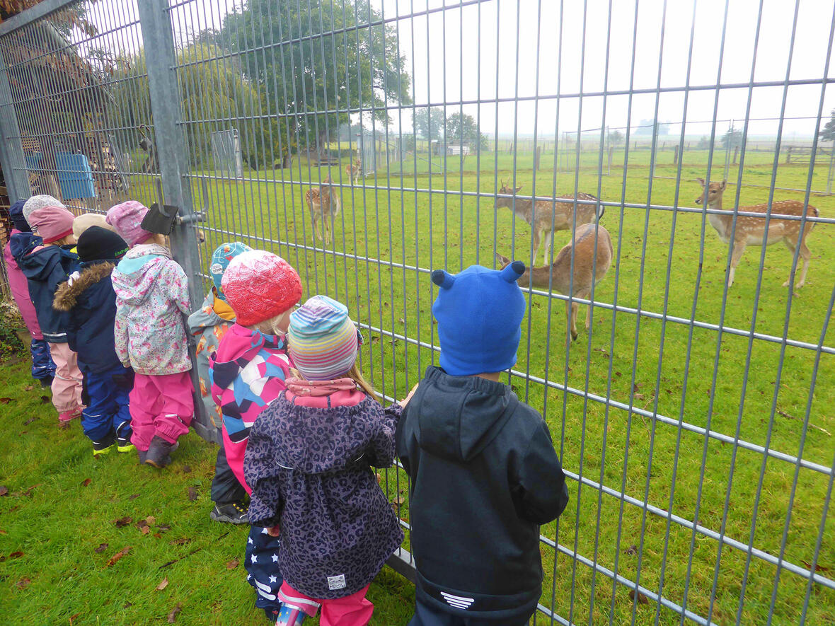 Vorschulkinder beobachten Rehe hinter einem Zaun auf einer grünen Fläche.